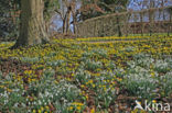 Winter Aconite (Eranthis hyemalis)