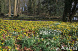 Winter Aconite (Eranthis hyemalis)