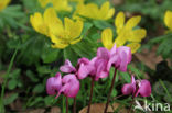 Winter Aconite (Eranthis hyemalis)