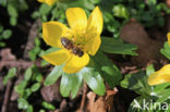 Winter Aconite (Eranthis hyemalis)