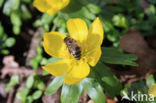 Winter Aconite (Eranthis hyemalis)