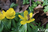 Winter Aconite (Eranthis hyemalis)