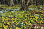 Winter Aconite (Eranthis hyemalis)