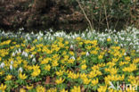 Winter Aconite (Eranthis hyemalis)