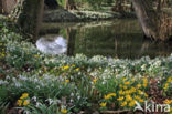 Winter Aconite (Eranthis hyemalis)