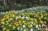 Winter Aconite (Eranthis hyemalis)