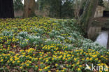 Winter Aconite (Eranthis hyemalis)