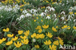 Winter Aconite (Eranthis hyemalis)