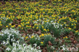 Winter Aconite (Eranthis hyemalis)