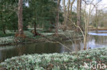 Winter Aconite (Eranthis hyemalis)