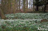 Winter Aconite (Eranthis hyemalis)