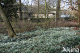 Winter Aconite (Eranthis hyemalis)