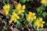 Winter Aconite (Eranthis hyemalis)