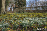 Winter Aconite (Eranthis hyemalis)