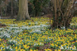 Winter Aconite (Eranthis hyemalis)