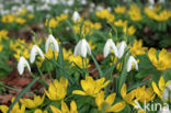 Winter Aconite (Eranthis hyemalis)