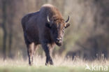 European Bison