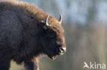 Wisent (Bison bonasus)