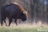 Wisent (Bison bonasus)