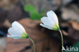 Wood-sorrel (Oxalis acetosella)