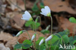 Wood-sorrel (Oxalis acetosella)