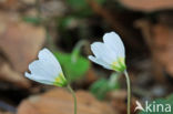 Witte klaverzuring (Oxalis acetosella)