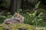 Grey Wolf (Canis lupus)