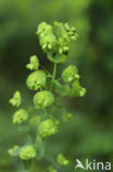 Wolfsmelk (Euphorbia spec.)