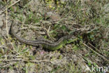 Sand Lizard (Lacerta agilis)