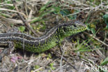 Zandhagedis (Lacerta agilis)