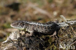 Sand Lizard (Lacerta agilis)