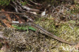 Sand Lizard (Lacerta agilis)