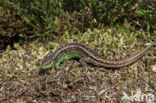 Sand Lizard (Lacerta agilis)