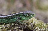 Zandhagedis (Lacerta agilis)