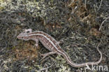 Sand Lizard (Lacerta agilis)