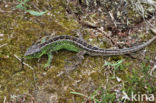 Sand Lizard (Lacerta agilis)