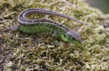 Sand Lizard (Lacerta agilis)