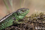 Zandhagedis (Lacerta agilis)