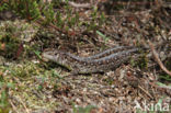 Zandhagedis (Lacerta agilis)