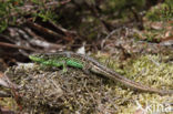 Zandhagedis (Lacerta agilis)