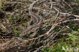 Sand Lizard (Lacerta agilis)