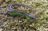 Sand Lizard (Lacerta agilis)