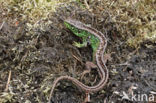 Sand Lizard (Lacerta agilis)