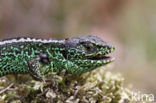 Sand Lizard (Lacerta agilis)