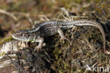 Sand Lizard (Lacerta agilis)