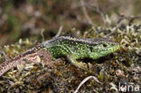 Sand Lizard (Lacerta agilis)