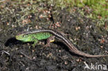 Zandhagedis (Lacerta agilis)