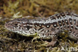 Sand Lizard (Lacerta agilis)