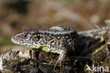 Zandhagedis (Lacerta agilis)