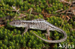 Sand Lizard (Lacerta agilis)